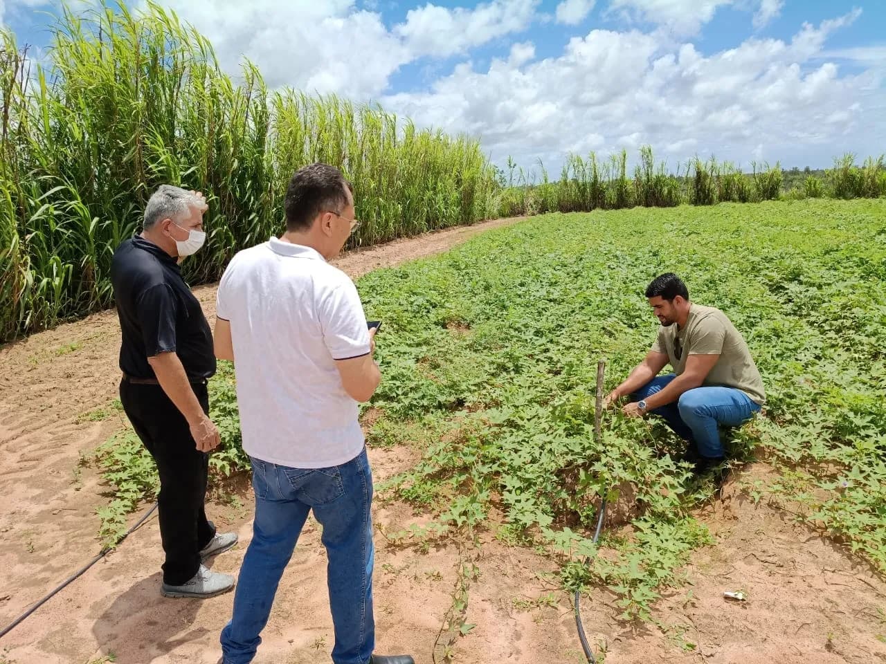 Reunião fortalece parceria do projeto Terra à Mesa Brasil e propagação de batata-doce biofortificada na EAJ/UFRN